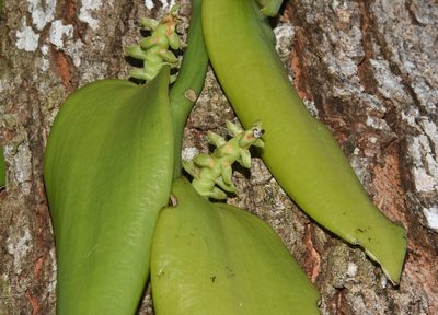 Vanilla pompona, photographed by Don Loarie