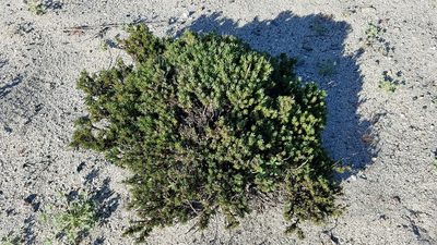 Eriogonum fastigiatum, photographed by Alan Rockefeller