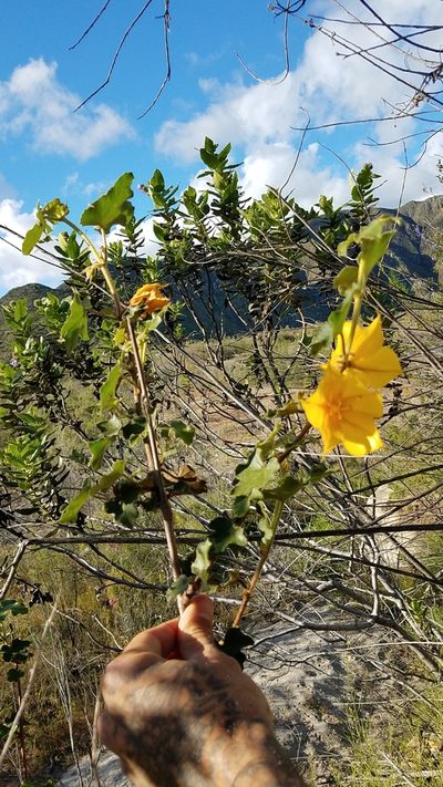 Fremontodendron mexicanum, photographed by Alan Rockefeller