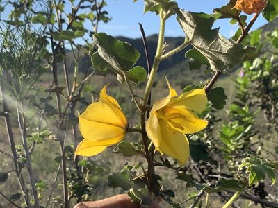 Fremontodendron mexicanum, photographed by Jim Riley