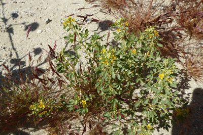 Cleomella obtusifolia, photographed by Judy