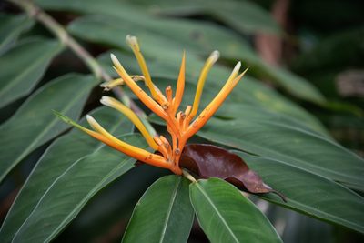 Heliconia longiflora, photographed by Don Loarie
