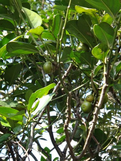 Diospyros maritima, photographed by 呂一起(Lyu yi-chi)
