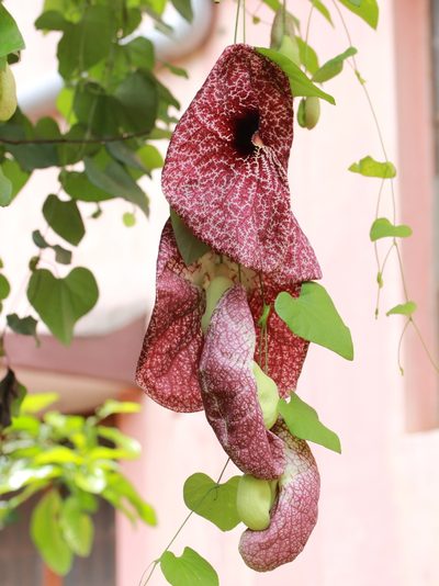 Aristolochia gigantea, photographed by Firos AK