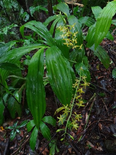 Calanthe obcordata, photographed by 呂一起(Lyu yi-chi)