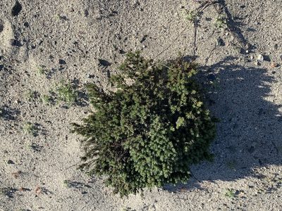 Eriogonum fastigiatum, photographed by Jim Riley