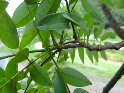 Maackia taiwanensis, photographed by 呂一起(Lyu yi-chi)