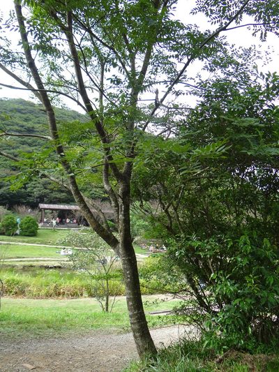 Maackia taiwanensis, photographed by 呂一起(Lyu yi-chi)