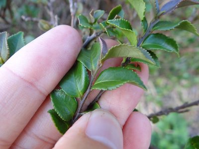 Eurya crenatifolia, photographed by 呂一起(Lyu yi-chi)