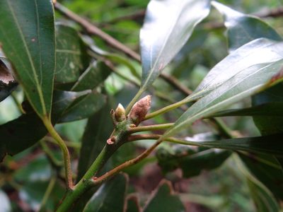 Neolitsea variabillima, photographed by 呂一起(Lyu yi-chi)