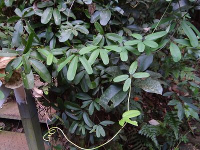 Akebia longeracemosa, photographed by 呂一起(Lyu yi-chi)