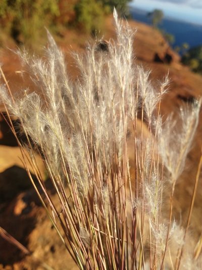 Andropogon bicornis, photographed by Rhonda Ridley