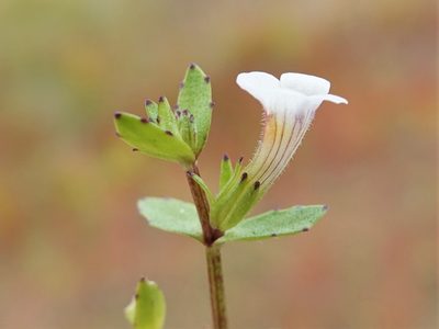 Gratiola sexdentata, photographed by Jacqui Geux