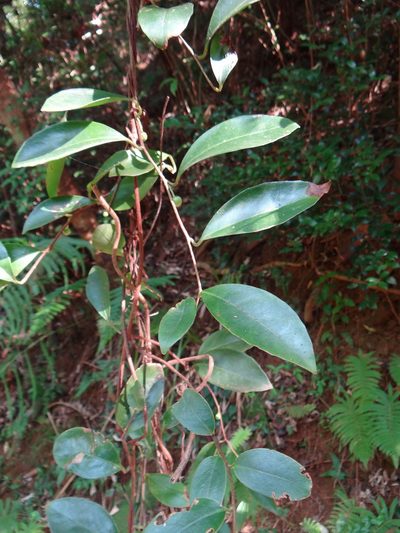 Kadsura japonica, photographed by 呂一起(Lyu yi-chi)