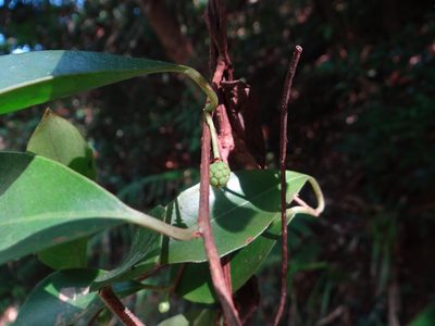 Kadsura japonica, photographed by 呂一起(Lyu yi-chi)