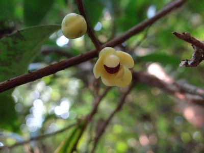 Kadsura japonica, photographed by 呂一起(Lyu yi-chi)