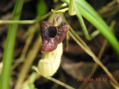 Aristolochia cucurbitifolia, photographed by fagushayata