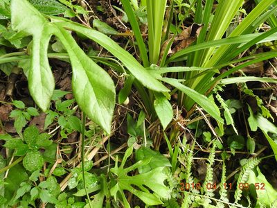 Aristolochia cucurbitifolia, photographed by fagushayata
