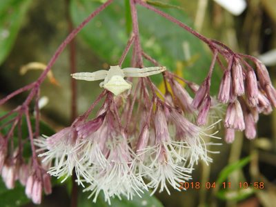 Eupatorium tashiroi, photographed by fagushayata
