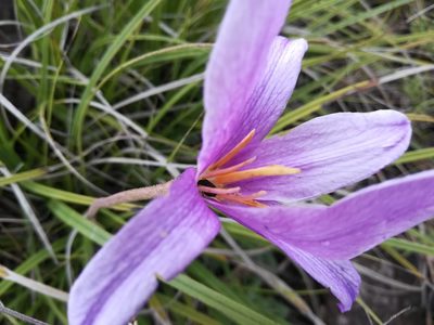Xerophyta viscosa, photographed by Peter Warren