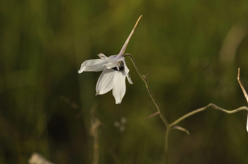 Delphinium leroyi, photographed by Seth Musker