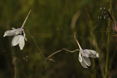 Delphinium leroyi, photographed by Seth Musker