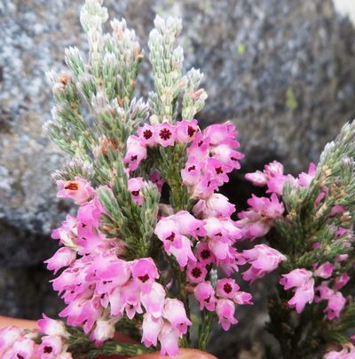 Erica polycoma, photographed by linkie