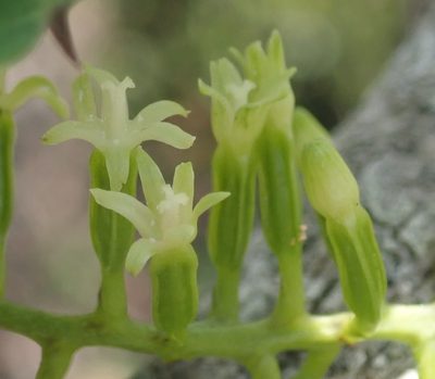 Dioscorea sylvatica, photographed by Nicola van Berkel