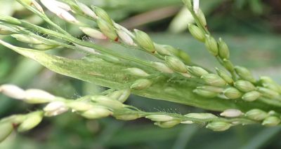 Panicum deustum, photographed by Nicola van Berkel