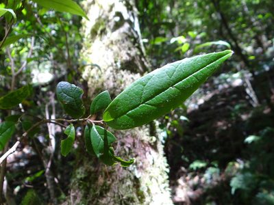Sycopsis sinensis, photographed by 呂一起(Lyu yi-chi)