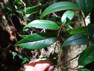 Sycopsis sinensis, photographed by 呂一起(Lyu yi-chi)