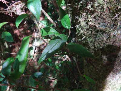 Sycopsis sinensis, photographed by 呂一起(Lyu yi-chi)