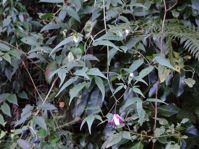 Clematis lasiandra, photographed by 呂一起(Lyu yi-chi)