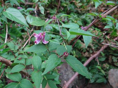 Clematis lasiandra, photographed by 呂一起(Lyu yi-chi)