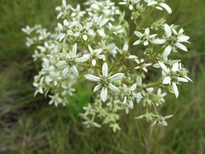 Alepidea cordifolia, photographed by Peter Warren