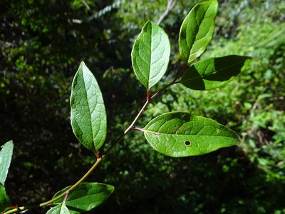 Sabia transarisanensis, photographed by 呂一起(Lyu yi-chi)