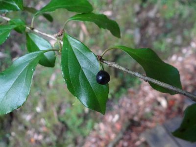 Rhamnus pilushanensis, photographed by 呂一起(Lyu yi-chi)