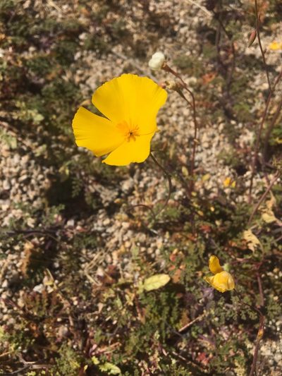 Eschscholzia androuxii, photographed by Vincent Weber