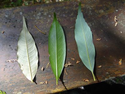 Quercus sessilifolia, photographed by 呂一起(Lyu yi-chi)