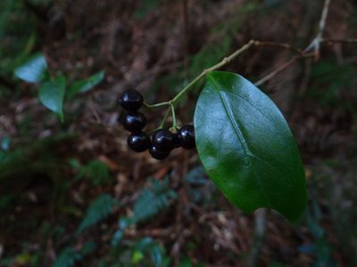 Viburnum integrifolium, photographed by 呂一起(Lyu yi-chi)
