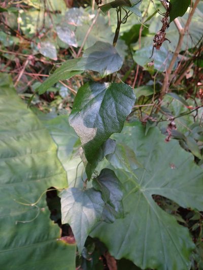 Cyclea ochiaiana, photographed by 呂一起(Lyu yi-chi)