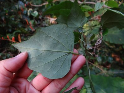 Cyclea ochiaiana, photographed by 呂一起(Lyu yi-chi)