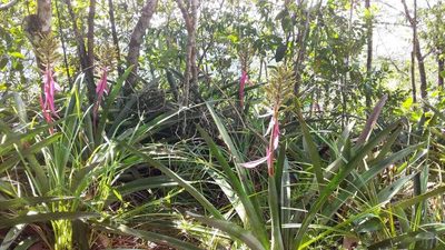 Aechmea stenosepala, photographed by Angelica María Batista Morales