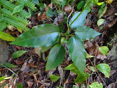 Marsdenia formosana, photographed by 呂一起(Lyu yi-chi)