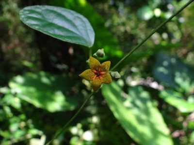 Heterostemma brownii, photographed by 呂一起(Lyu yi-chi)