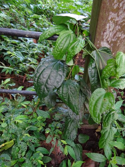 Heterostemma brownii, photographed by 呂一起(Lyu yi-chi)