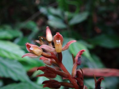 Goodyera rubicunda, photographed by 呂一起(Lyu yi-chi)