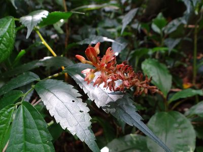 Goodyera rubicunda, photographed by 呂一起(Lyu yi-chi)