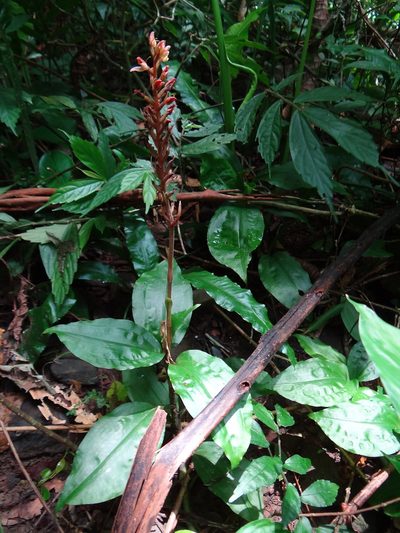 Goodyera rubicunda, photographed by 呂一起(Lyu yi-chi)