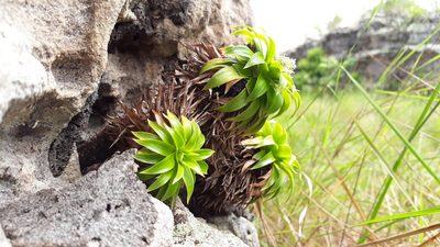 Navia acaulis, photographed by Angelica María Batista Morales